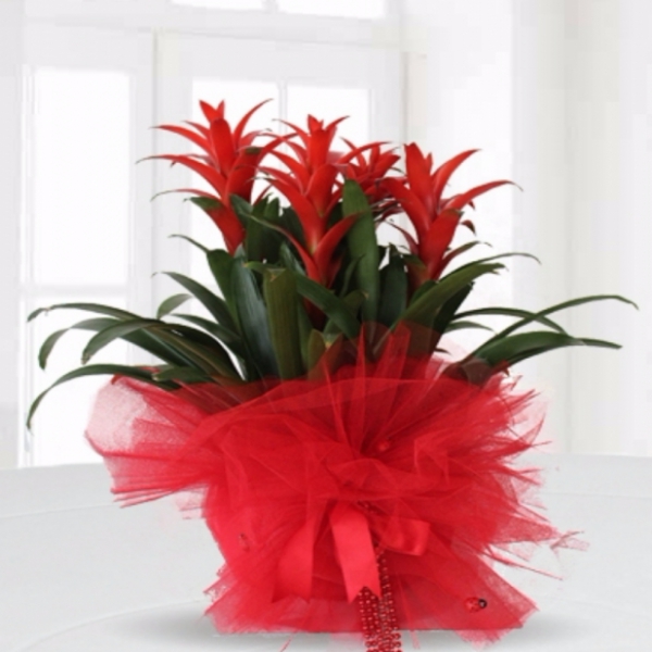  Döşemealtı Çiçekçiler Guzmanya Bitkisi 4 lü saksı çiçeği