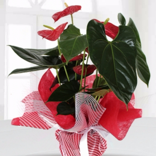  Döşemealtı Çiçekci  Orta Boy Antoryum