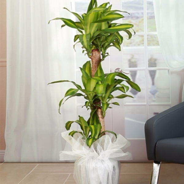  Döşemealtı Çiçek Gönder 3 lü Massengena Saksı Çiçeği