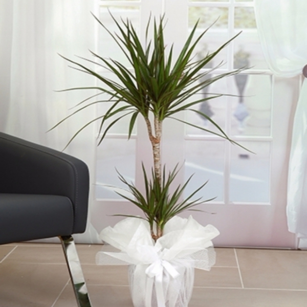  Döşemealtı Çiçek Siparişi 2 li Marginata Saksı Çiçeği