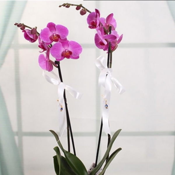 Döşemealtı Çiçekçi Seramik Vazoda Mor Orkide