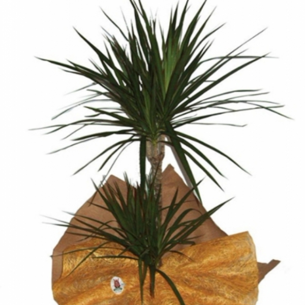  Döşemealtı Çiçek Siparişi 2 li Drasena Salon bitkisi