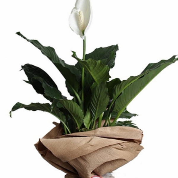  Döşemealtı Çiçek Siparişi Sipatifilyum Salon Bitkisi