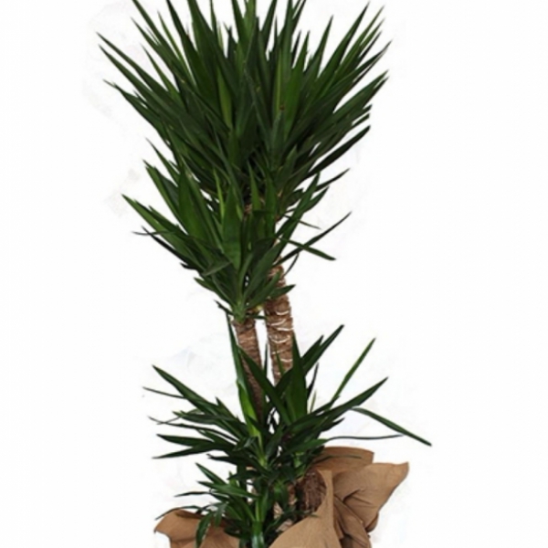  Döşemealtı Çiçek Siparişi 4 lü Yucca