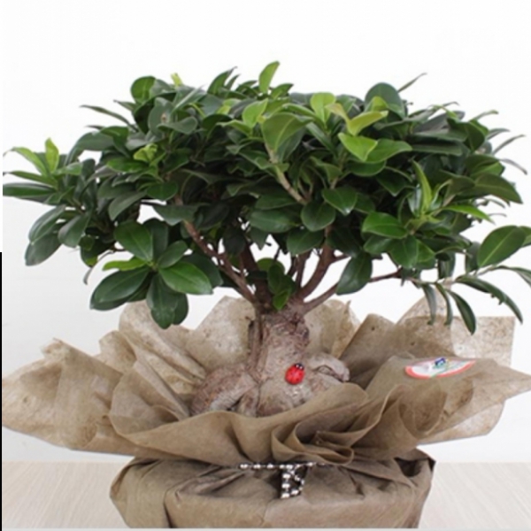  Döşemealtı Çiçek Siparişi Bonsai