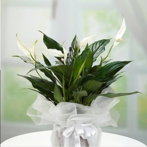  Döşemealtı Çiçekci  Saksı Çiçeği Spati