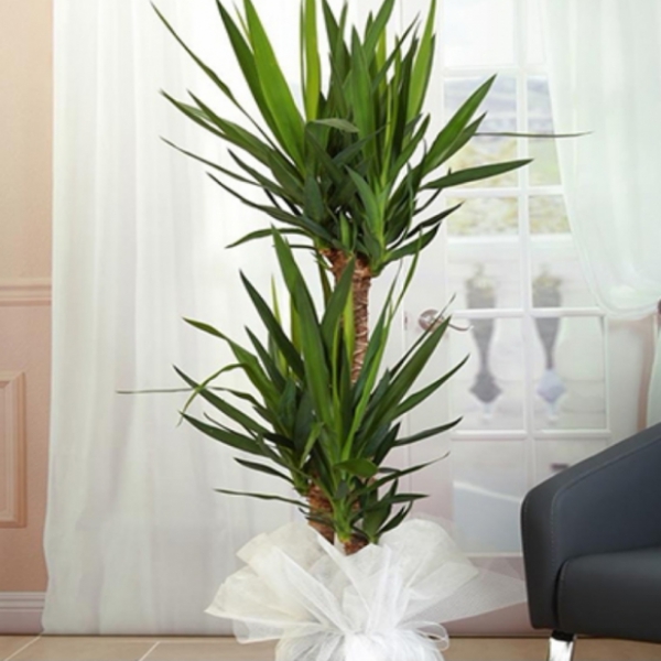  Döşemealtı Çiçekci  3 lü Yuka Saksı Çiçeği