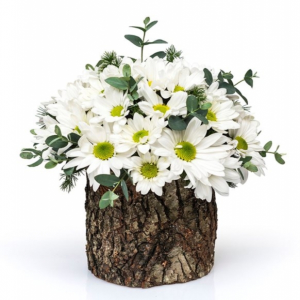  Döşemealtı Çiçekci  Doğal Ahşap Kütükte Papatya Aranjmanı