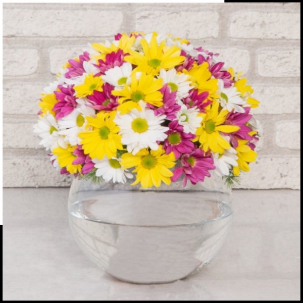  Döşemealtı Çiçek Gönder Papatya Karnavalı