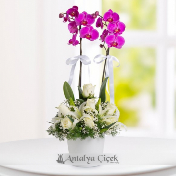  Döşemealtı Çiçekçiler Çift Dallı Mor Orkide Beyaz Güller ve Kazablankalar