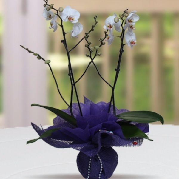 Döşemealtı Çiçekçi Çift Dallı Beyaz Orkide