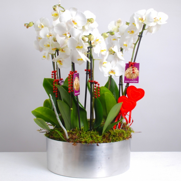  Döşemealtı Çiçekçiler 10 Dal Beyaz Orkide