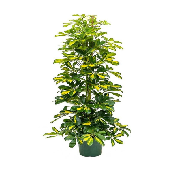  Döşemealtı Çiçek Gönder 3'lü şeflera salon bitkisi