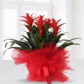  Döşemealtı Çiçekci  4 lü Guzmanya Bitkisi