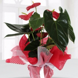  Döşemealtı Çiçekci  Orta Boy Antoryum