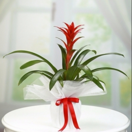  Döşemealtı Çiçek Siparişi Guzmanya Bitkisi