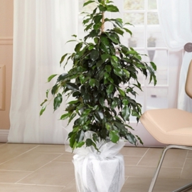 Döşemealtı Çiçekçi Benjamin Saksı Çiçeği