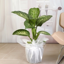  Döşemealtı Çiçekci  Difenbahya Saksı Çiçeği