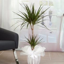  Döşemealtı Çiçek Siparişi 2 li Marginata Saksı Çiçeği