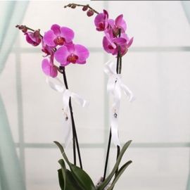 Döşemealtı Çiçekçi Seramik Vazoda Mor Orkide