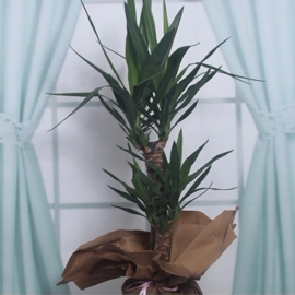  Döşemealtı Çiçek Siparişi 2 li Yucca Salon Bitkisi(Avize çiçeği)