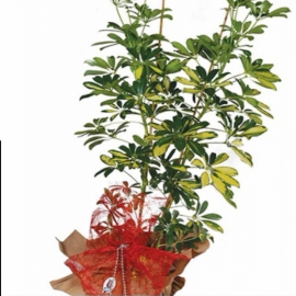  Döşemealtı Çiçek Gönder 2 li  Şeflera Salon Bitkisi