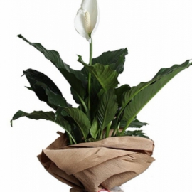  Döşemealtı Çiçek Siparişi Sipatifilyum Salon Bitkisi