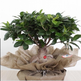  Döşemealtı Çiçek Siparişi Bonsai