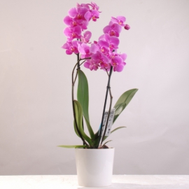 Döşemealtı Çiçekçi Mor Orkide (Çift Dallı)