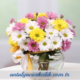 Döşemealtı Çiçekçi Rengarenk Papatyalar