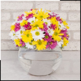  Döşemealtı Çiçek Gönder Papatya Karnavalı