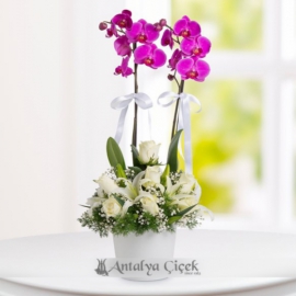  Döşemealtı Çiçekçiler Çift Dallı Mor Orkide Beyaz Güller ve Kazablankalar