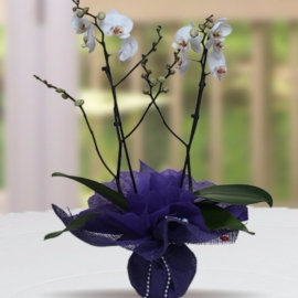 Döşemealtı Çiçekçi Çift Dallı Beyaz Orkide