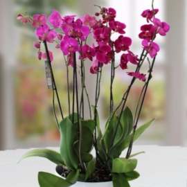  Döşemealtı Çiçekci  Seramik Vazoda 8 Dal Orkide