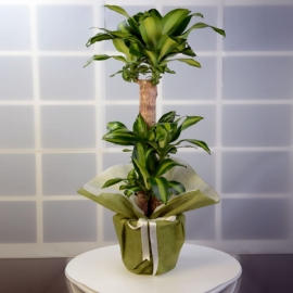  Döşemealtı Çiçekci  3 lü saksı masangena